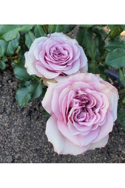 Троянда лілово-фіолетова Луллабі